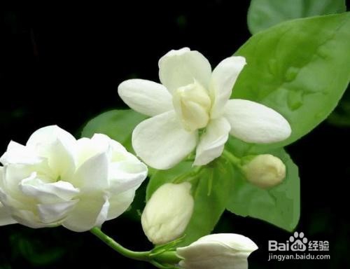 茉莉花的养殖方法及注意事项