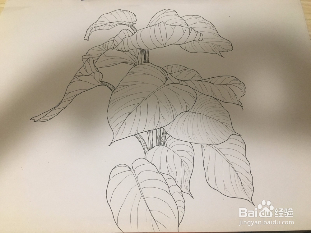 大叶绿萝线描画