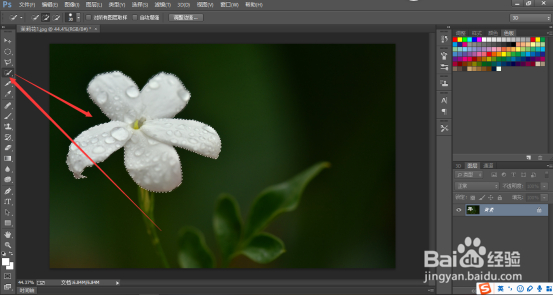 PS怎么给茉莉花染色