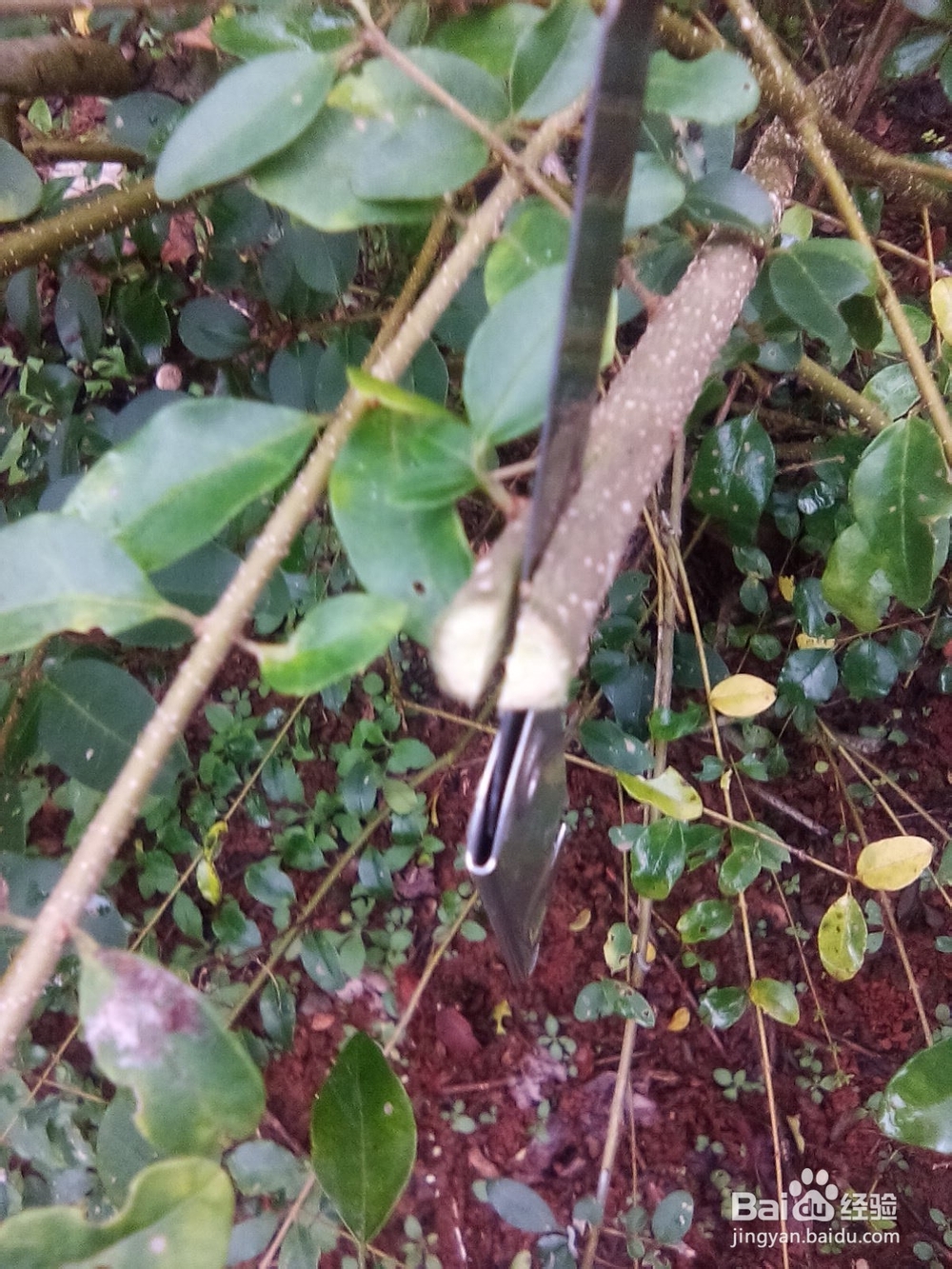 树木嫁接的方法