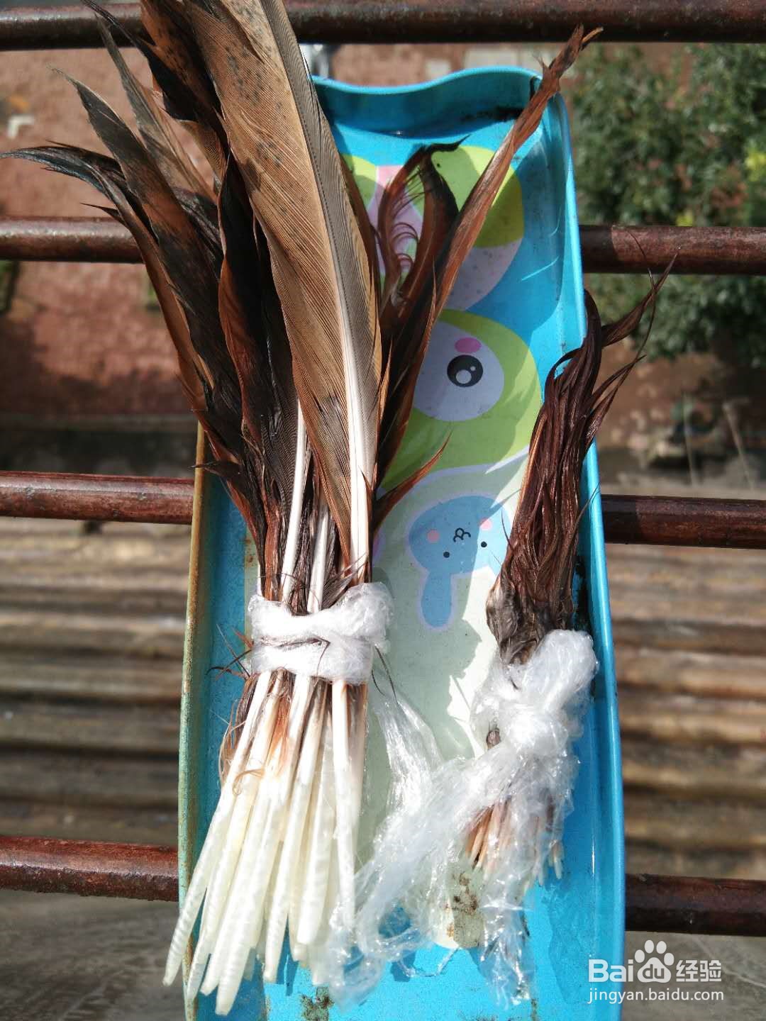 如何将鸡毛做成彩色羽毛