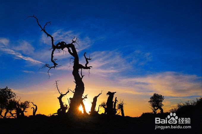 秋天金色胡杨林—额济纳旅游攻略