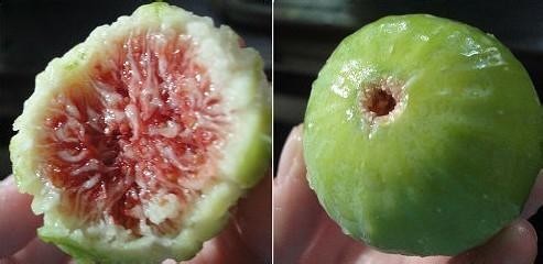 无花果的营养价值和作用