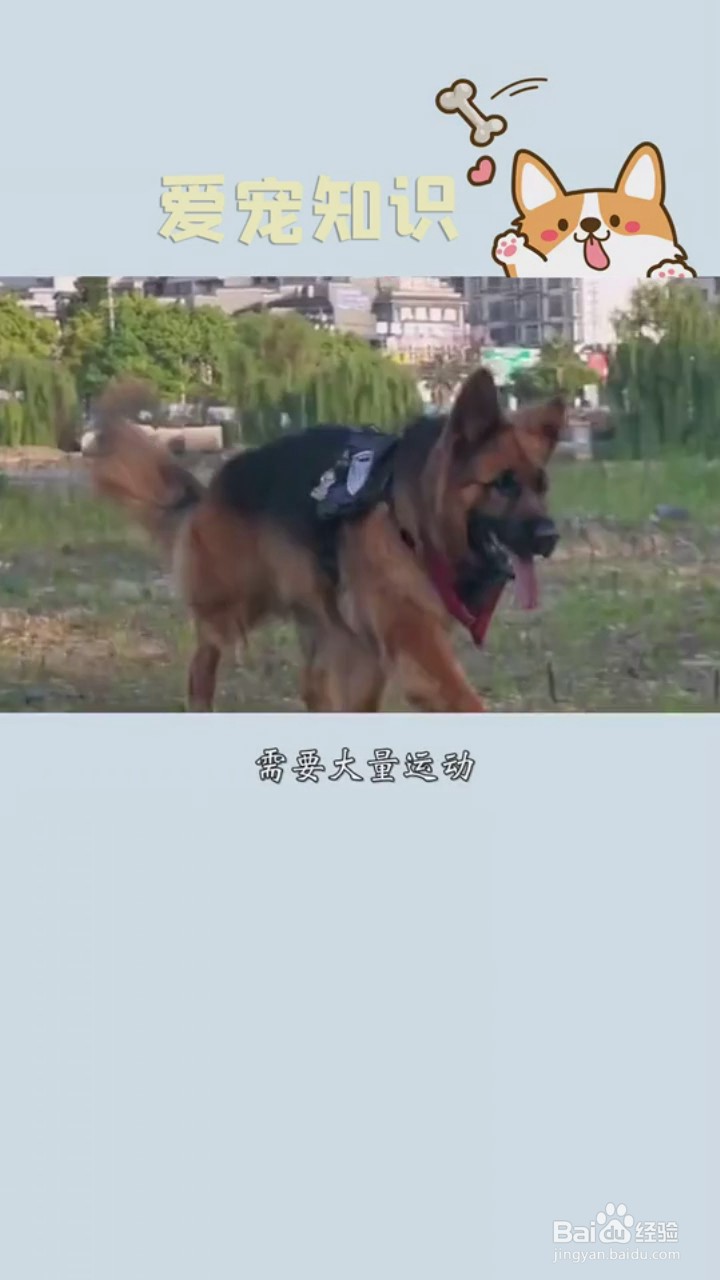 如何正确的养德牧