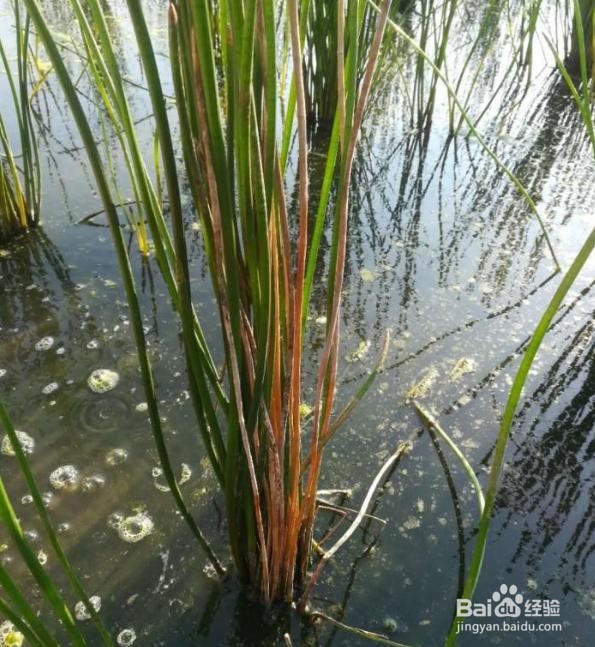马蹄病虫害图片及防治方法