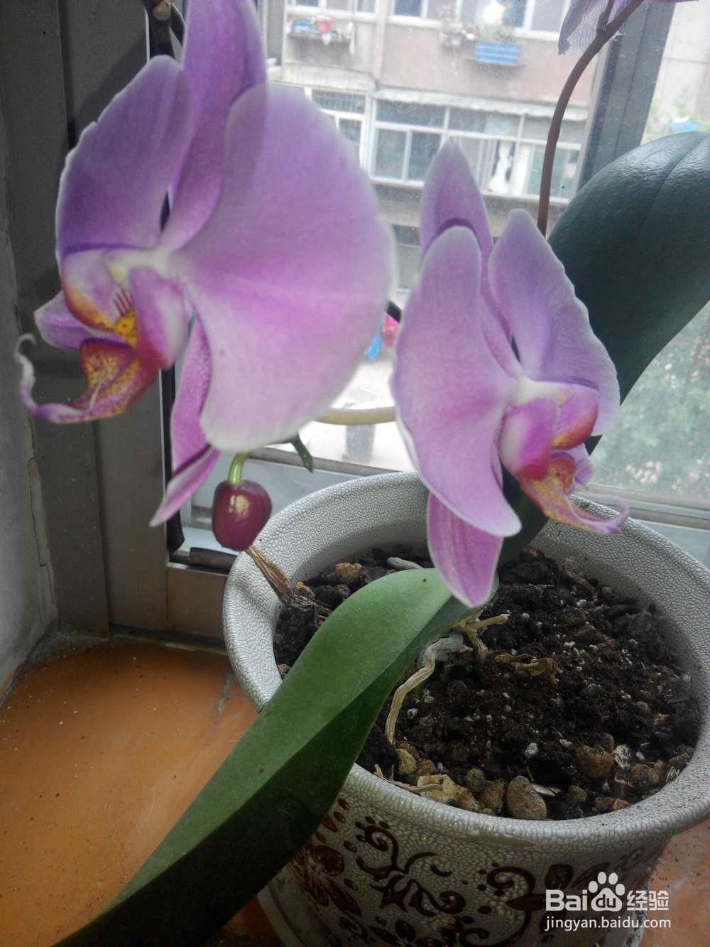 蝴蝶兰换土要提前准备