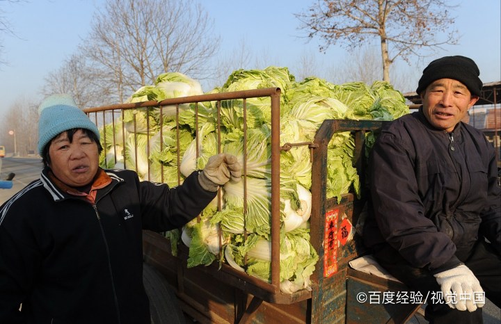 孕期、坐月子能吃大白菜吗