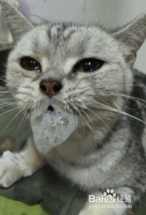 小猫吐白沫不吃东西怎么办