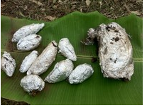 怎么做泥煨鸡全程