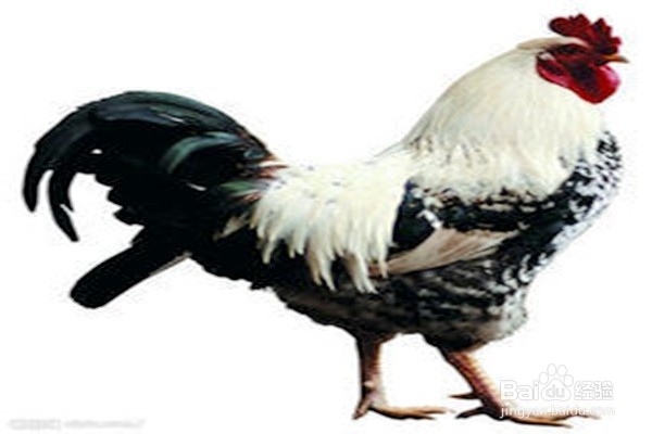 怎样使用蜈蚣?--------中药的使用