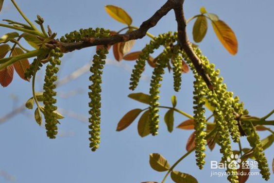 毛毛虫野菜的功效
