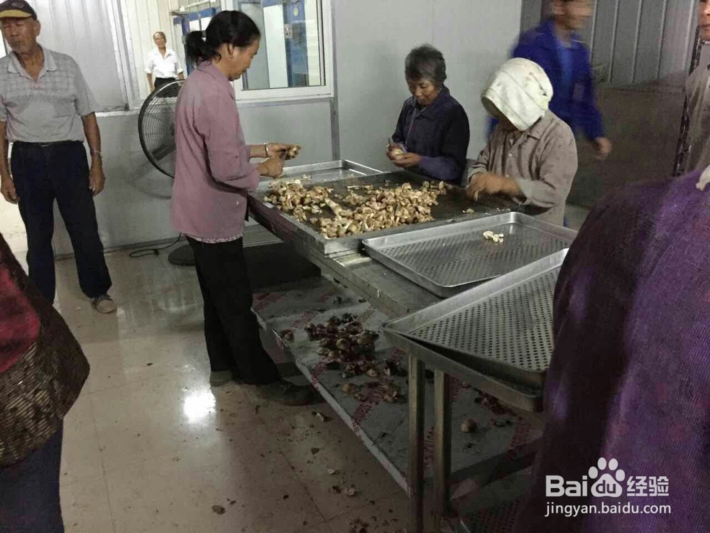 空气源高温热泵烘干机应用在香菇烘干的工艺流程