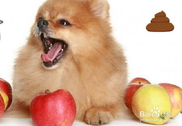 狗狗能吃梨吗