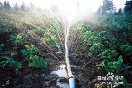 磷酸二氢钾的使用方法