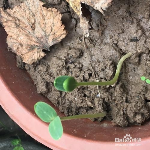 西瓜籽催芽要注意什么