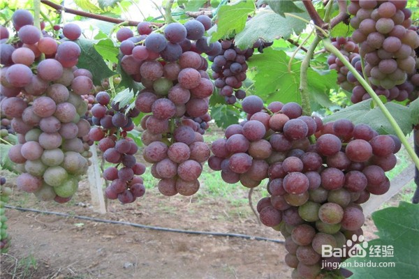 该怎么嫁接葡萄并合理安排嫁接时间呢？