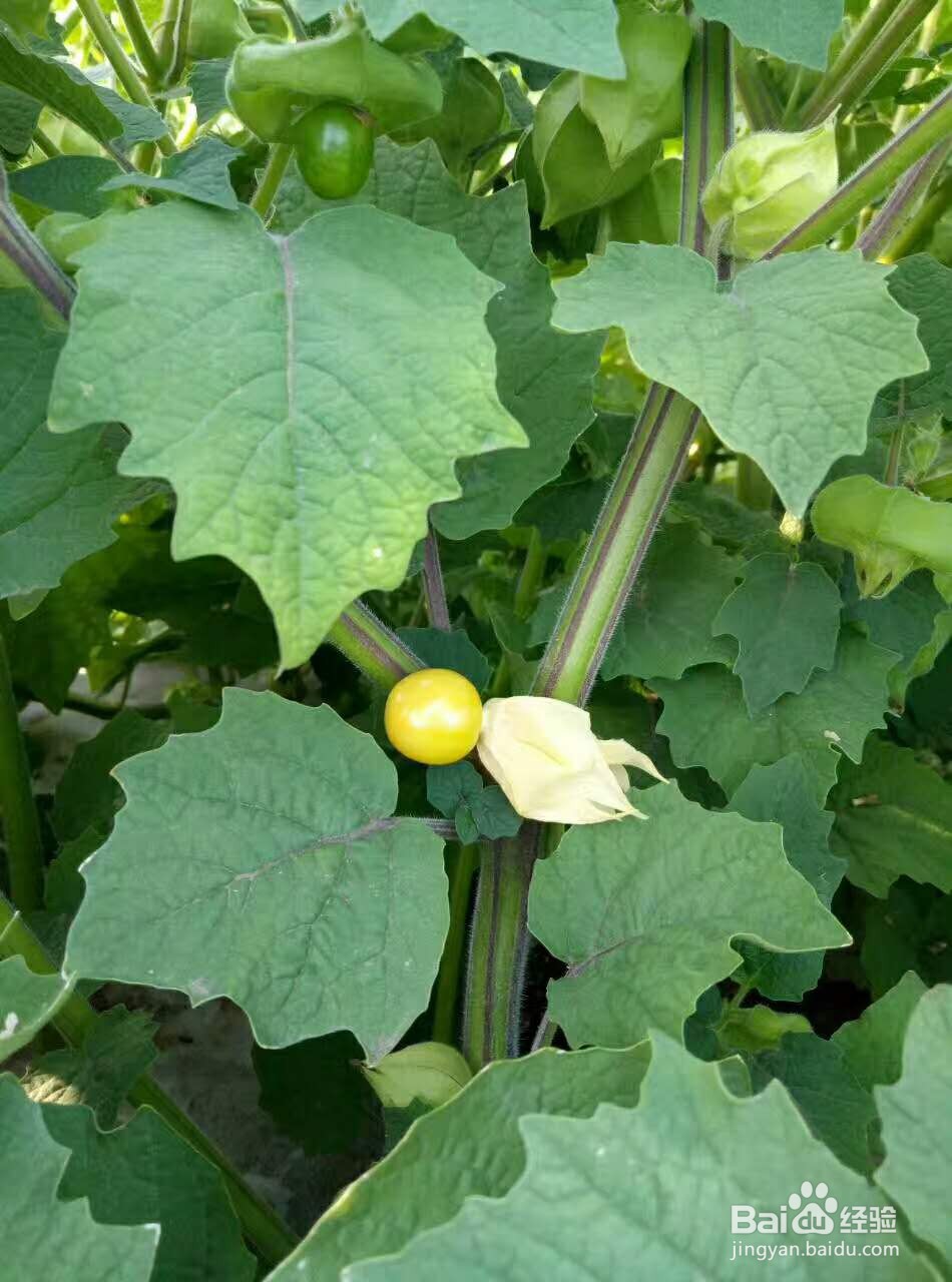 黄菇娘的种植注意事项