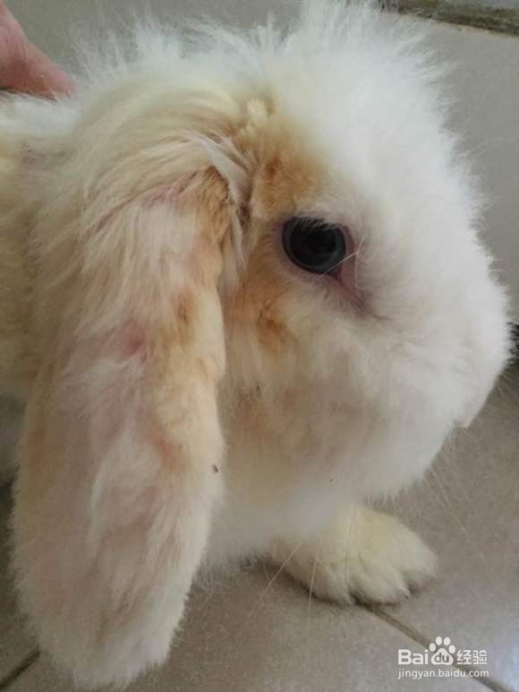 兔子耳朵长包怎么办