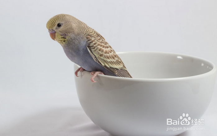 刚出生的鹦鹉怎么喂养