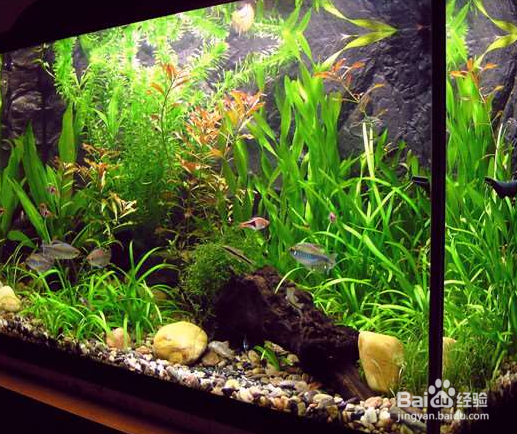 怎样才能使鱼缸里的水一直清