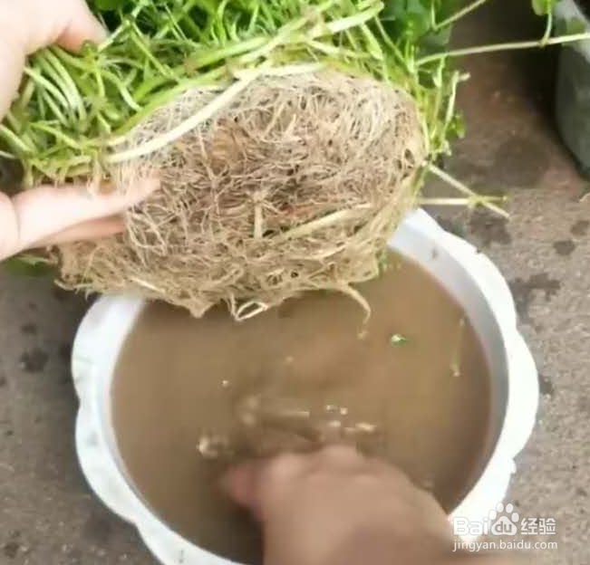 室外铜钱草怎么过冬