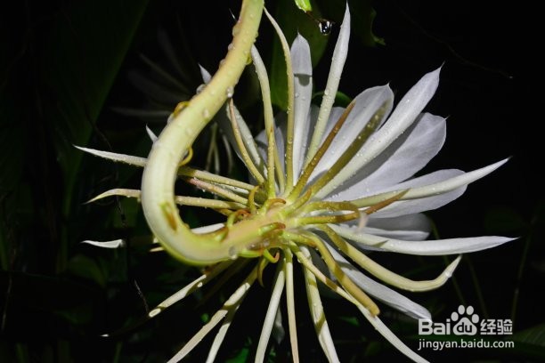 令箭荷花夏天怎么养