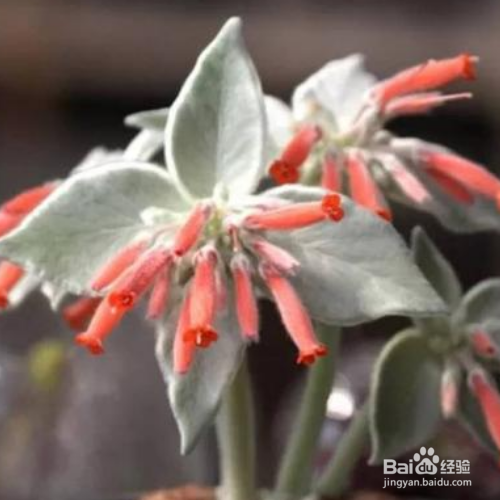 怎样培育断崖女王?