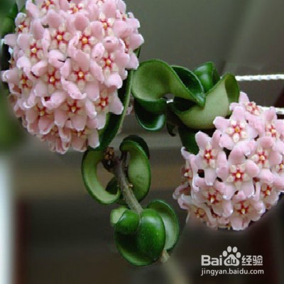 教你养卷叶球兰