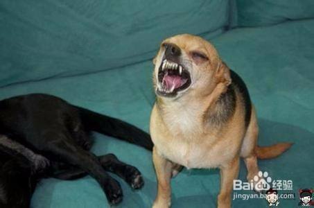 宠物老是打喷嚏怎么办？