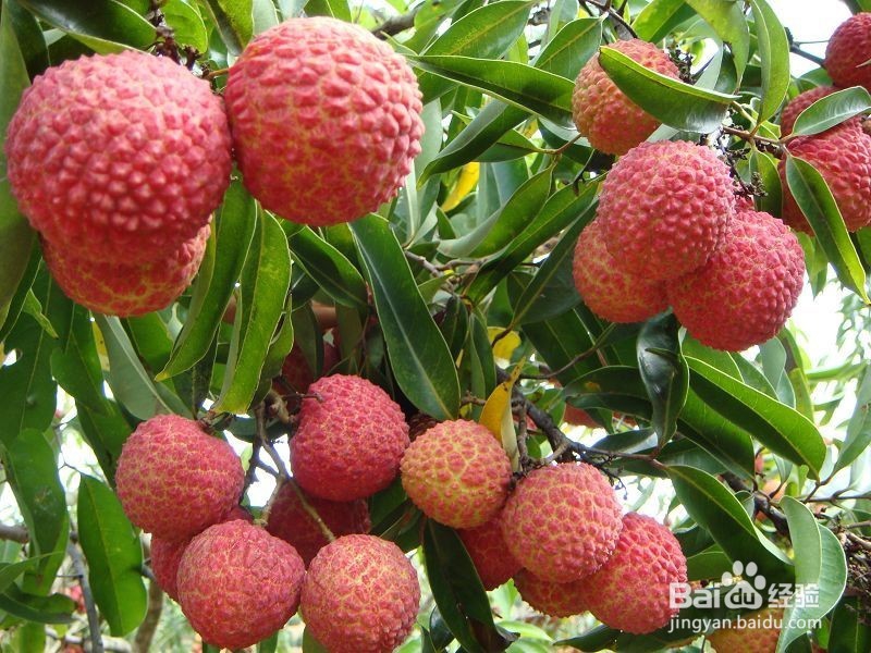 怎样挑选好的荔枝