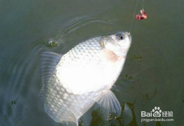 钓鲫鱼有哪些注意事项？钓鲫鱼忌讳什么