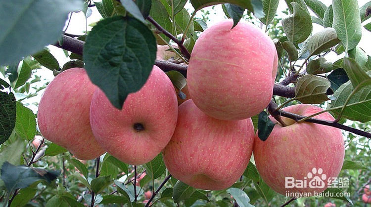 贫血者可以多吃这几种水果助健康。