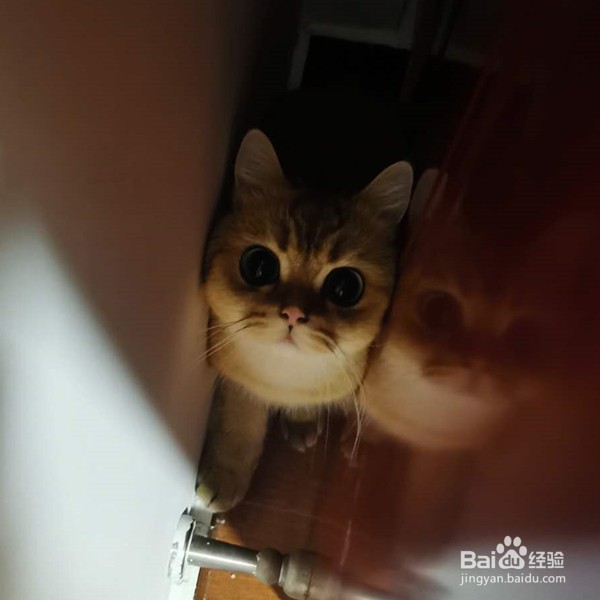 猫吐毛球怎么办