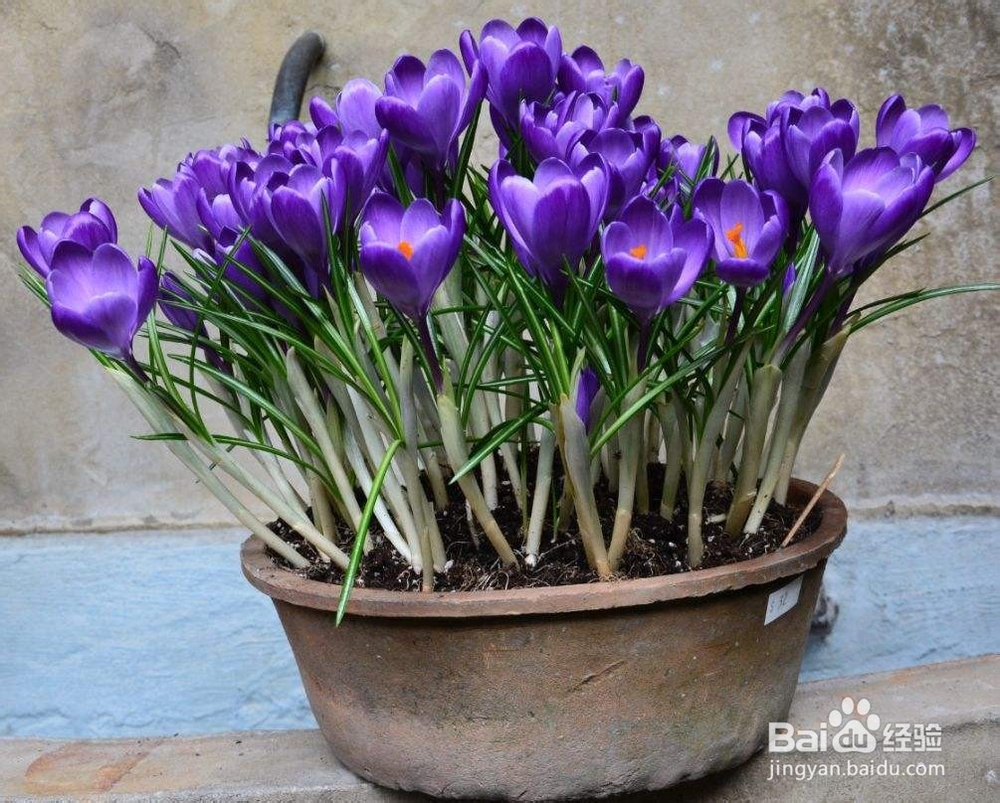 番红花种球种植方法