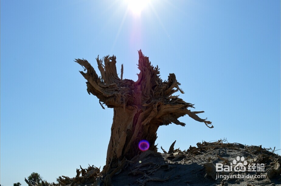 胡杨林旅游攻略：秋光如画 邂逅敦煌胡杨林