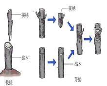 嫁接广玉兰小苗的措施有哪些？