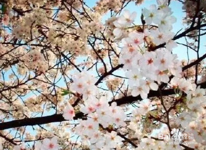 武大樱花直播日程