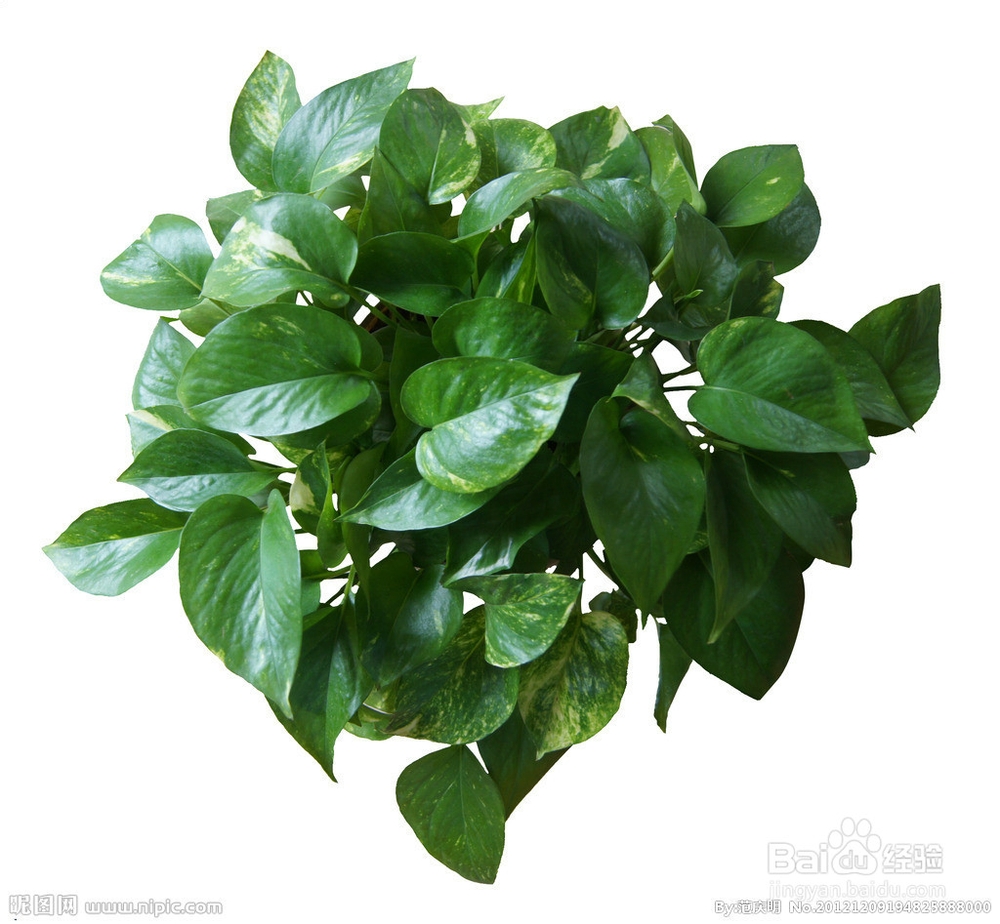 怎样净化家中的空气