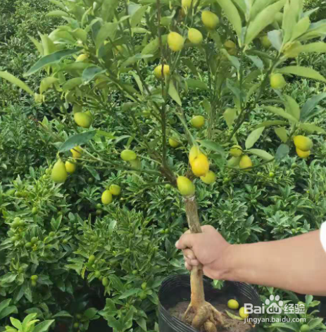 金桔盆栽叶子发卷掉光了如何补救