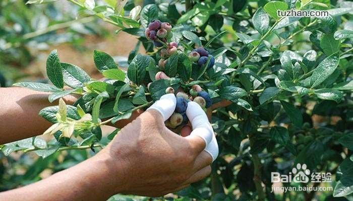 黑枸杞与红枸杞的唯一不同在于“花青素”