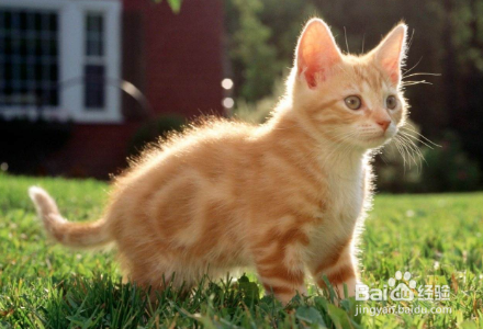 猫吃牛肉的好处