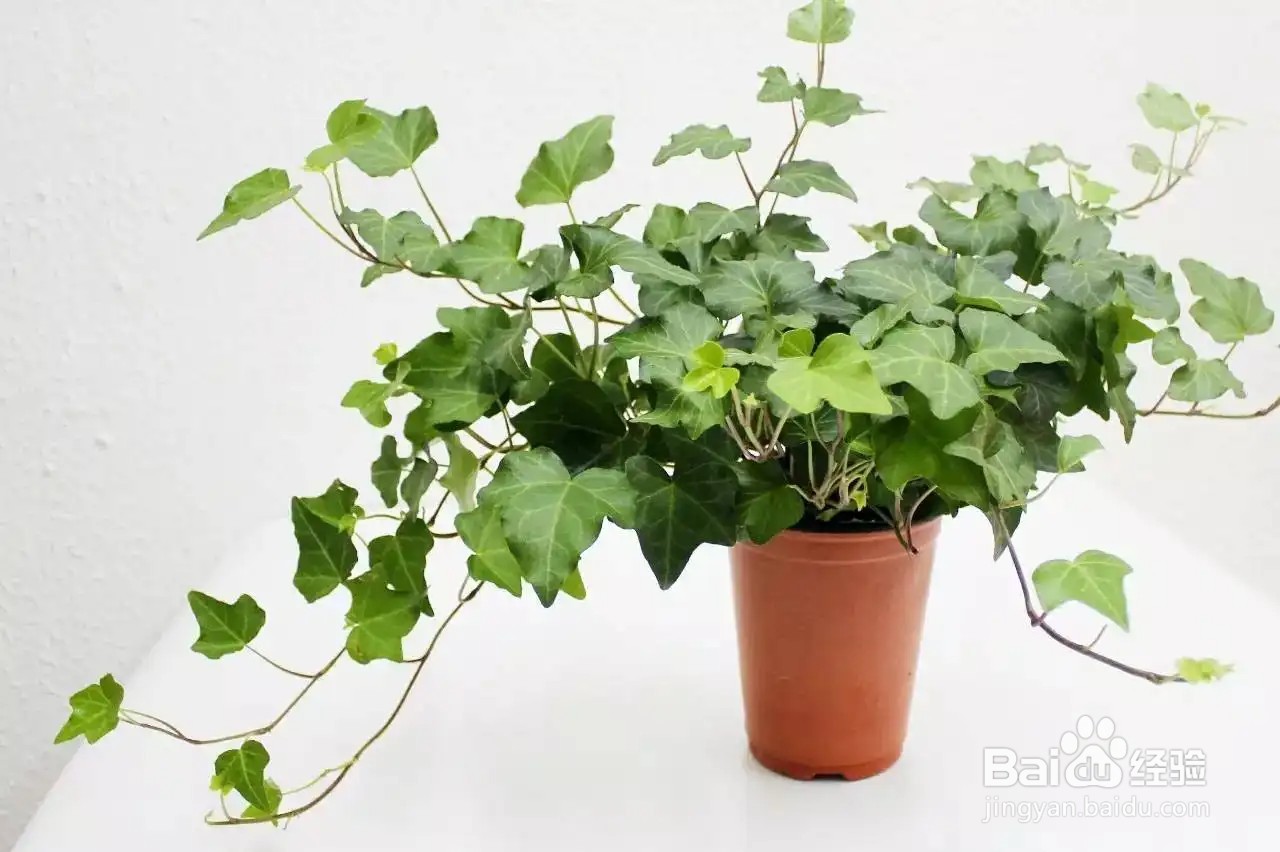 朋友要搬家送哪种绿植更适合蚂蚁庄园