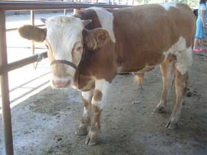 肉牛怎样出栏快