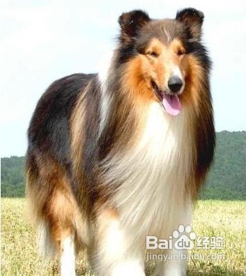 爱犬美容护理常识