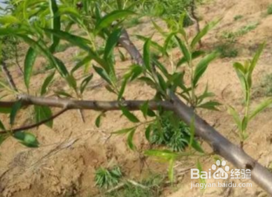 夏季桃树怎样修剪