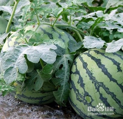 经常吃西瓜的危害