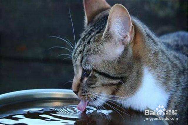 猫热了怎么降温