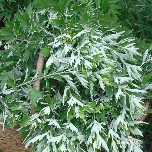 夏天如何远离蚊子