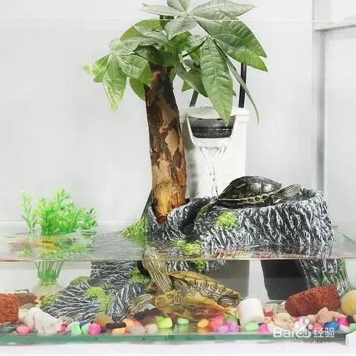 巴西龟的窝怎么布置