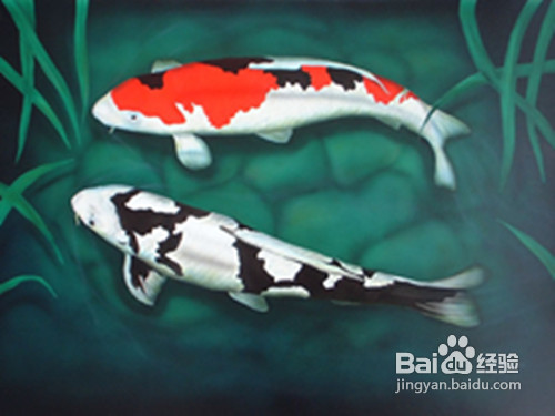 新鱼缸如何养锦鲤?